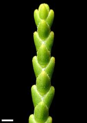 Veronica tetragona subsp. subsimilis. Branchlet. Scale = 1 mm.
 Image: W.M. Malcolm © Te Papa CC-BY-NC 3.0 NZ